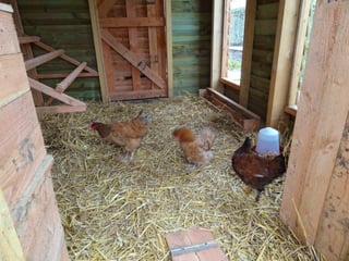 Les poules de picorama