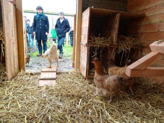 Les poules de picorama