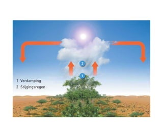  Subhumide zone
• 750-1500 mm / jaar
• Hoger gelegen
• Koeler: minder verdamping
• Veel maïs
 Humide zone
• > 1500 mm / jaar
• Droge tijd in de winter
• Oorspronkelijke
plantengroei was tropisch
bos
• Koffieteelt
 