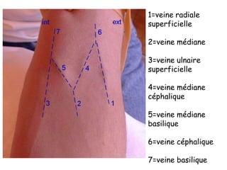1=veine radiale
superficielle
2=veine médiane
3=veine ulnaire
superficielle
4=veine médiane
céphalique
5=veine médiane
basilique
6=veine céphalique
7=veine basilique
 