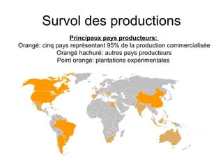 Survol des productions Principaux pays producteurs:  Orangé: cinq pays représentant 95% de la production commercialisée Orangé hachuré: autres pays producteurs Point orangé: plantations expérimentales  