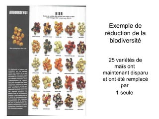 Exemple de réduction de la biodiversité 25 variétés de maïs ont  maintenant disparu et ont été remplacé par  1  seule   