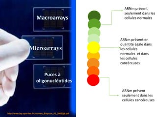 Microarrays
Macroarrays
Puces à
oligonucléotides
 http://www.lsp.ups-tlse.fr/Journee_Biopuce_03_2003/jjd.pdf
ARNm présent
seulement dans les
cellules normales
ARNm présent
seulement dans les
cellules cancéreuses
ARNm présent en
quantité égale dans
les cellules
normales et dans
les cellules
cancéreuses
 