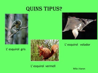 QUINS TIPUS?

L’ esquirol volador
L’ esquirol gris

L’ esquirol vermell

Mila i Aaron

 