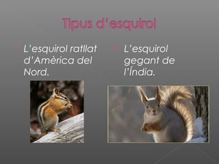  L’esquirol ratllat
d’Amèrica del
Nord.
 L’esquirol
gegant de
l’Índia.
 