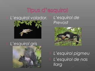  L’esquirol volador.
 L’esquirol gris
 L’esquirol de
Prevost
 L’esquirol pigmeu
 L’esquirol de nas
llarg
 