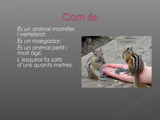 És un animal mamífer
i vertebrat.
 És un rosegador.
 És un animal petit i
molt àgil.
 L´esquirol fa salts
d’uns quants metres.
 