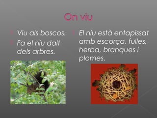  Viu als boscos.
 Fa el niu dalt
dels arbres.
 El niu està entapissat
amb escorça, fulles,
herba, branques i
plomes.
 