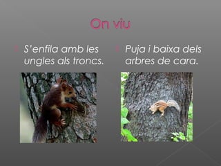  S’enfila amb les
ungles als troncs.
 Puja i baixa dels
arbres de cara.
 