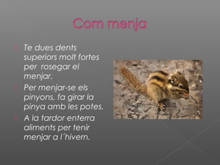  Te dues dents
superiors molt fortes
per rosegar el
menjar.
 Per menjar-se els
pinyons, fa girar la
pinya amb les potes.
 A la tardor enterra
aliments per tenir
menjar a l´hivern.
 
