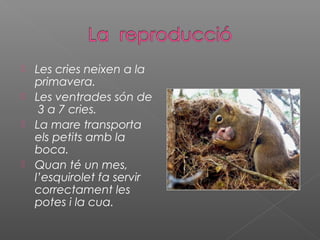 Les cries neixen a la
primavera.
 Les ventrades són de
3 a 7 cries.
 La mare transporta
els petits amb la
boca.
 Quan té un mes,
l’esquirolet fa servir
correctament les
potes i la cua.
 
