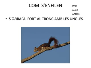 COM S’ENFILEN
• S ‘ARRAPA FORT AL TRONC AMB LES UNGLES
PAU
ALEX
AARON
 