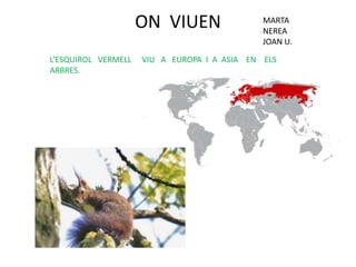 ON VIUEN
L’ESQUIROL VERMELL VIU A EUROPA I A ASIA EN ELS
ARBRES.
MARTA
NEREA
JOAN U.
 