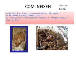 COM NEIXEN
QUAN NEIXEN NO TENEN PEL I ELS ULLS TANCATS I SÓN SORDS.
QUAN TENEN UN MES OBREN ELS ULLS.
EL PELATGE D’UN PETIT ESQUIROL COMENÇA A APAREIXER QUAN TE
UNS 10 DIES.
GUILLEM
DANIEL
 