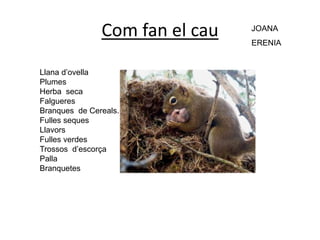 Com fan el cau
Llana d’ovella
Plumes
Herba seca
Falgueres
Branques de Cereals.
Fulles seques
Llavors
Fulles verdes
Trossos d’escorça
Palla
Branquetes
JOANA
ERENIA
 