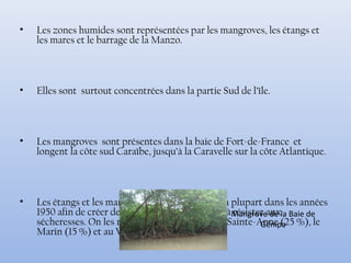 • Les zones humides sont représentées par les mangroves, les étangs et
les mares et le barrage de la Manzo.
• Elles sont surtout concentrées dans la partie Sud de l’île.
• Les mangroves sont présentes dans la baie de Fort-de-France et
longent la côte sud Caraïbe, jusqu’à la Caravelle sur la côte Atlantique.
• Les étangs et les mares ont été creusées pour la plupart dans les années
1950 afin de créer des réserves d’eau destinées à résister aux
sécheresses. On les retrouve essentiellement à Sainte-Anne (25 %), le
Marin (15 %) et au Vauclin (11 %).
Mangrove de la Baie de
Génipa
 