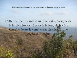 Un contraste entre la côte au vent et la côte sous le vent
L’effet de foehn associé au relief est à l’origine de
la faible pluviosité relevée le long de la côte
Caraïbe (sous le vent) caractérisée par une
végétation sèche.
 