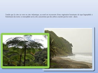 Tandis que la côte au vent ou côte Atlantique, au nord est recouverte d’une végétation luxuriante de type hygrophile à
l’intérieure des terres et mésophile sur la côte caractérisée par des arbres couchés par les vents alisés.
 