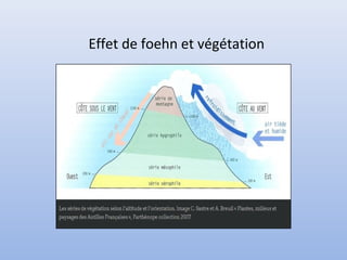 Effet de foehn et végétation
 