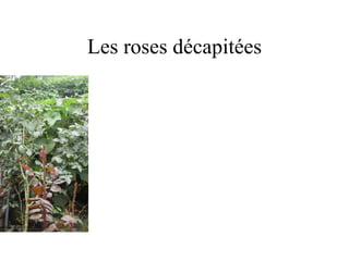 Les roses décapitées
 