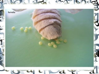 femella
 