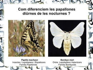 Com diferenciem les papallones
diürnes de les nocturnes ?
Papilio machaon
Insectes / Lepidòpters / Ropalòcers
Familia Papiliònids
Bombyx mori
Ordre Lepidòpters/ Heteròcers
Familia Bombycids
 