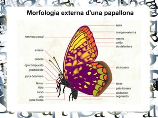 Morfologia externa d'una papallona
 