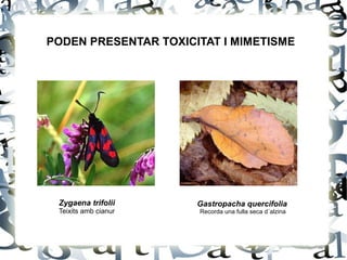 Zygaena trifolii
Teixits amb cianur
Gastropacha quercifolia
Recorda una fulla seca d´alzina
PODEN PRESENTAR TOXICITAT I MIMETISME
 