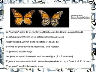 La "monarca" migra de les muntanyes Rocalloses i dels Grans Llacs de Canadà
Es refugia durant 'lhivern en els estats de Michoacan i Mèxic
Recórre quasi 5.000 km a una velocitat de 120 km/ dia
Són tres les generacions de papallones / cicle migratori
1ª generació inicia el viatge
Les joves es reproduiran en els santuaris ecològics (5 a 7 setmanes)
2ªgeneració madura en territorio mexicà i empren el retorn cap a Canadà el 21 de març
3ª generació assoleix la travesía anual.
Familia Danaidae
Danaus (Danaus) plexippus
Monarca, mariposa monarca
 