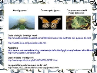 Cacyreus marshalli
Plaga del gerani
Cicle biològic Bombyx mori
http://mundoinsectos.blogspot.com/2008/07/el-ciclo-vital-ilustrado-del-gusano-de.html
http://waste.ideal.es/gusanodeseda.htm
Anatomia
http://www.enchantedlearning.com/subjects/butterfly/glossary/indexm.shtml#molt
http://www.gusanet.es/boletin.pdf
Classificació lepidòpters
http://www.sqvnatura.org/MENU5/MENU5PAP1.htm
Les papallones del campus de la UAB
http://webs2002.uab.es/fas/fas/web-pap/portada.htm
Danaus plexippusBombyx mori
 