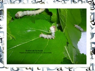 Somni de la muda
Posició adoptada per les larves quan van a mudar
 