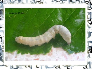 Larva de 33 dies
 