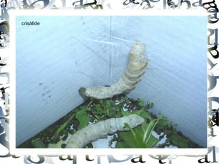 crisàlide
 