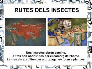Uns insectes obren camins,
altres han obert rutes per el comerç de l'home
i altres els aprofiten per a propagar-se com a plagues
RUTES DELS INSECTES
 