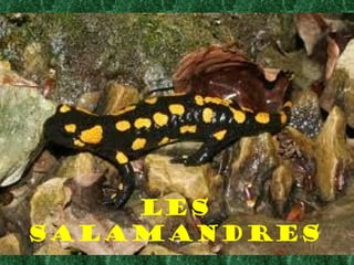 Les
Salamandres
 