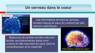 Un cerveau dans le coeurLes informations arrivant au cerveau circulent depuis le cœur et y entrent par des chemins spécifiques.
