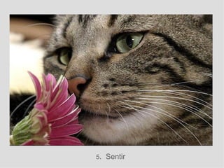 5 .  Sentir 