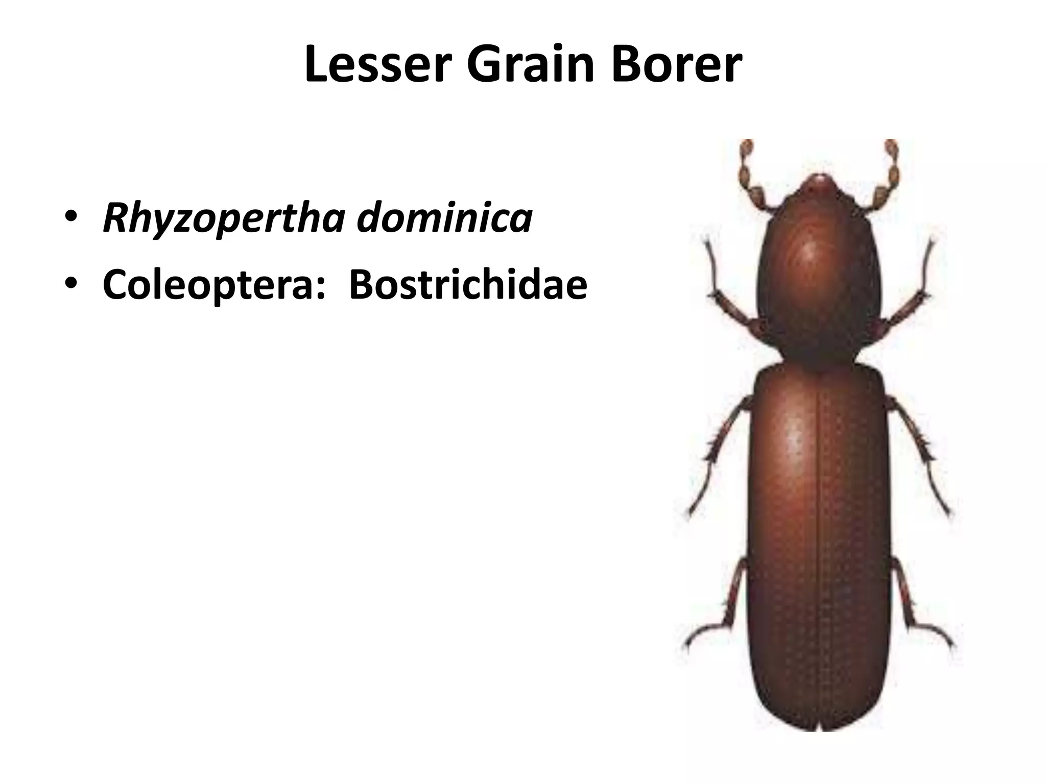 Lesser grain borer | PPT