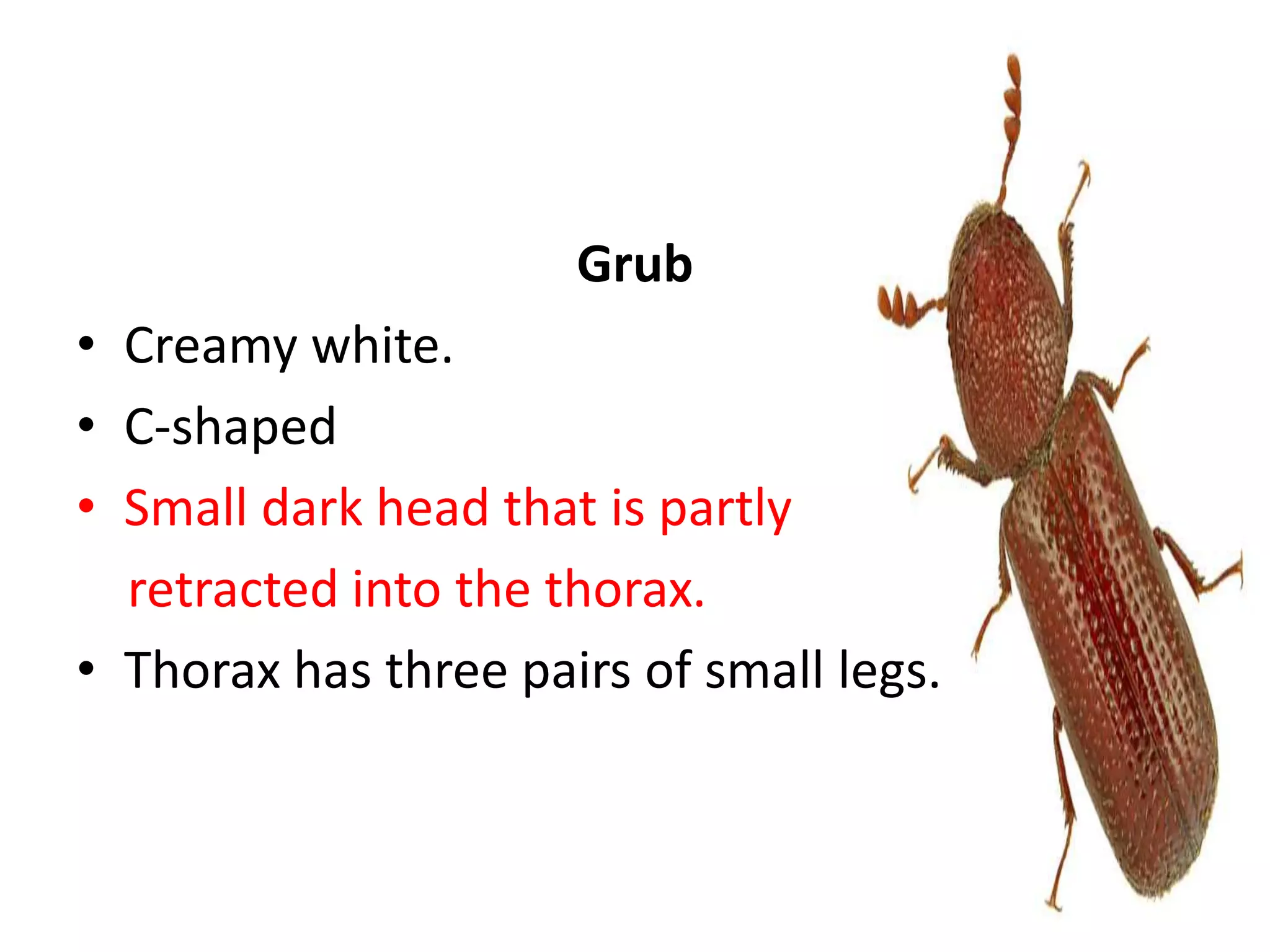Lesser grain borer | PPT