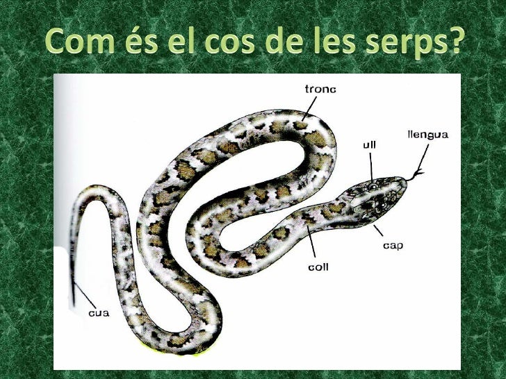 Resultado de imagen de serps