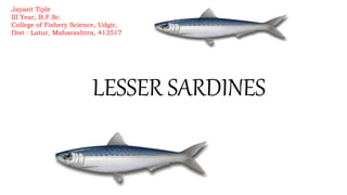 LESSER SARDINES
Jayant Tiple
III Year, B.F.Sc.
College of Fishery Science, Udgir,
Dist : Latur, Maharashtra, 413517
 