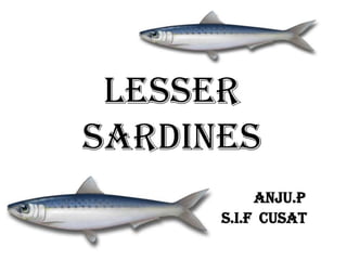 LESSER
SARDINES
     ,
              ANJU.P
         S.I.F CUSAT
 