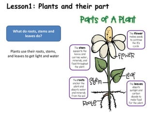 Lesson1: Plants and their part
What do roots, stems and
leaves do?
Plants use their roots, stems,
and leaves to get light and water
 