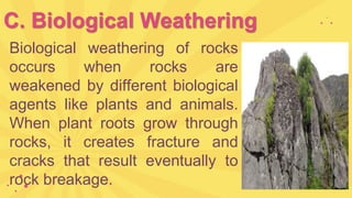 C. Biological Weathering
Biological weathering of rocks
occurs when rocks are
weakened by different biological
agents like plants and animals.
When plant roots grow through
rocks, it creates fracture and
cracks that result eventually to
rock breakage.
 