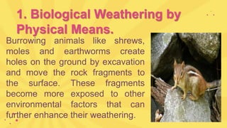 1. Biological Weathering by
Physical Means.
Burrowing animals like shrews,
moles and earthworms create
holes on the ground by excavation
and move the rock fragments to
the surface. These fragments
become more exposed to other
environmental factors that can
further enhance their weathering.
 