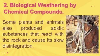 2. Biological Weathering by
Chemical Compounds.
Some plants and animals
also produced acidic
substances that react with
the rock and cause its slow
disintegration.
 