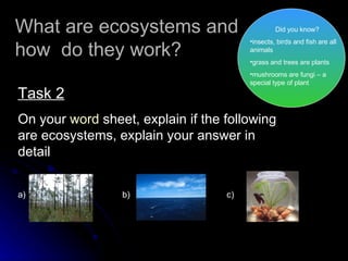 Lesson 1 Ecosystems | PPT