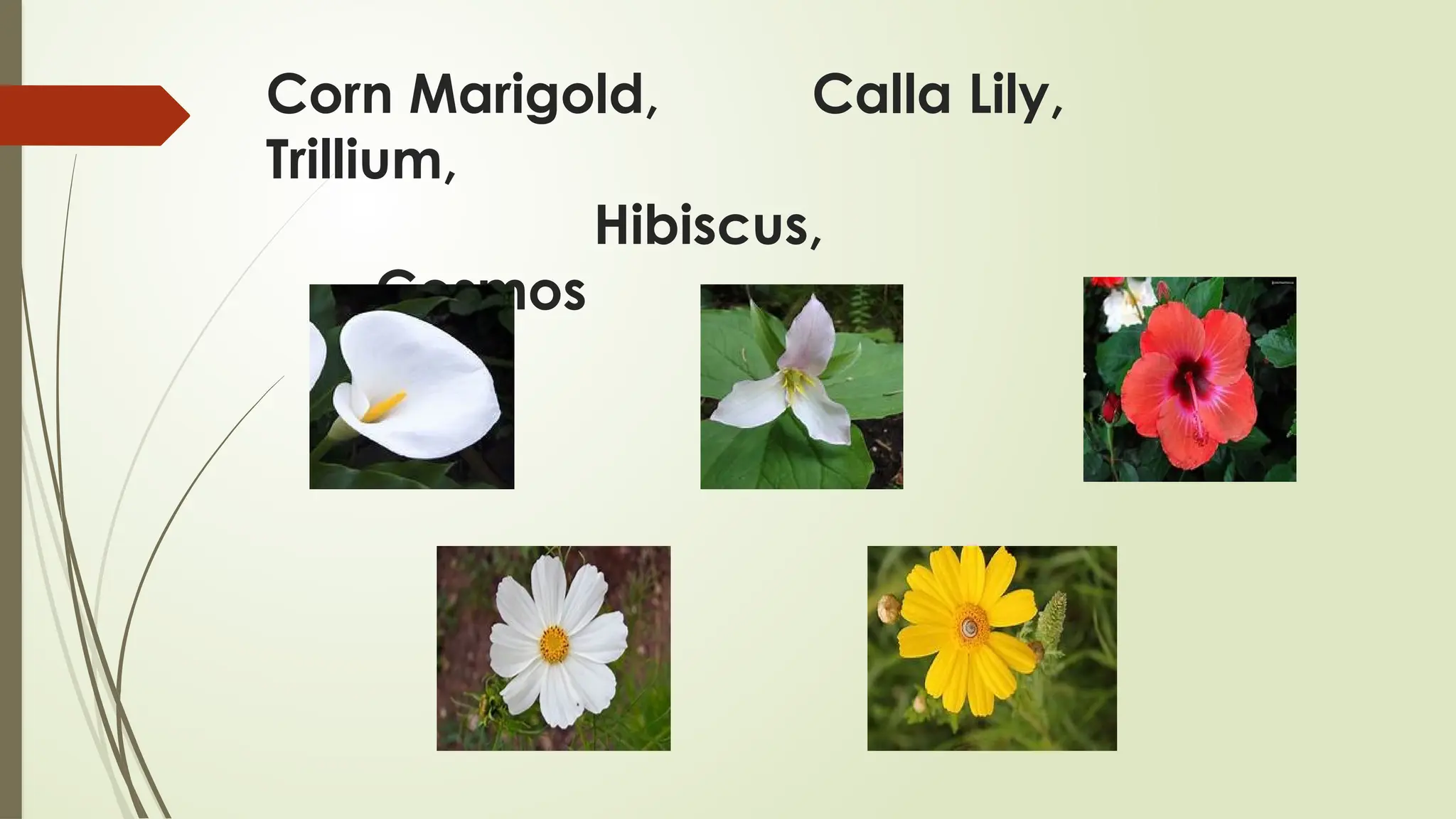 Corn Marigold, Calla Lily,
Trillium,
Hibiscus,
Cosmos
 
