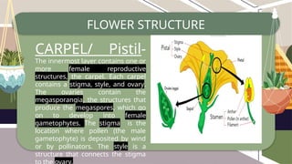 Lesson-1-Plant-Reproduction-and-Development.-lecture.pptx