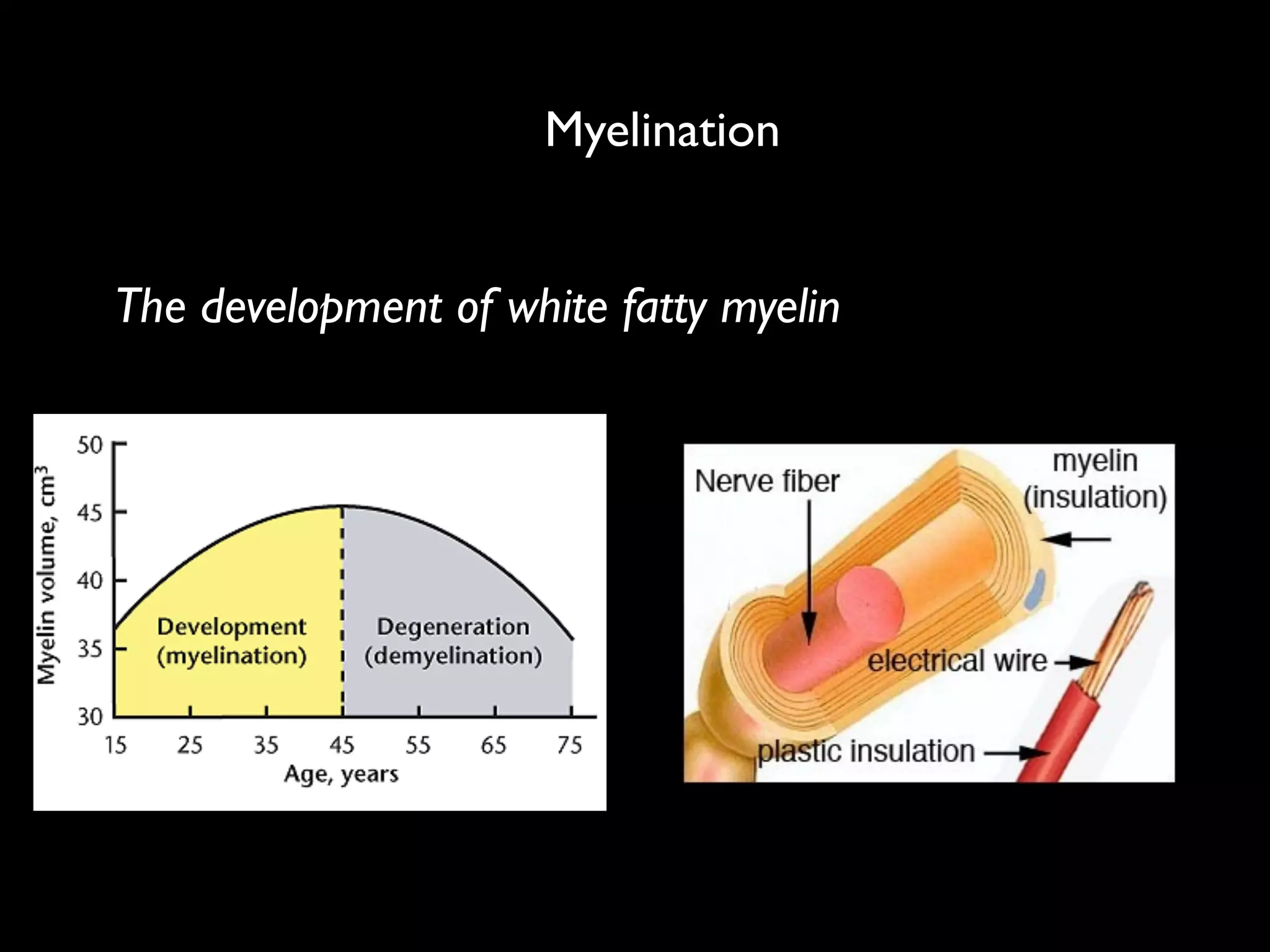 Myelination
The development of white fatty myelin
 